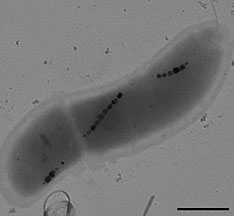 Researchers used a protein cloned from magnetotactic bacteria (shown) to synthesize magnetic nanocrystals.