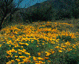 Tucson hill with flowers