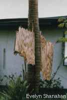 Plywood through a palm tree
