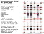 Calibrated IEF Gel Image