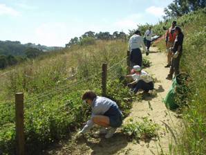 A photo of numerous volunteers weeding alongside a Presidio trail.