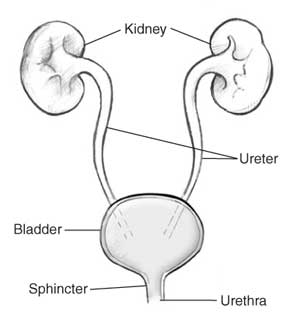 Illustration of the urinary tract