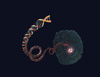 Cell Chromosome DNA