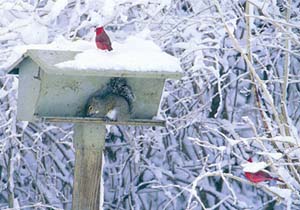 {Cardinal in snow image}