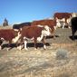 Livestock on Hillside, Montana