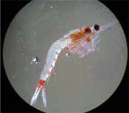 bloodyred shrimp found in Lake Ontario