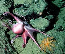 An octopus and orange stalked crinoid found at 2422 meters depth