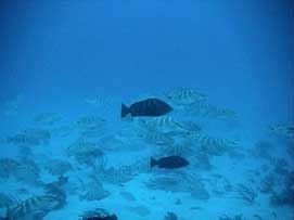 Stereo-paired images of grouper aggregation at South Point, Long Island, Bahamas.