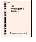 Illustration of chromosome 4