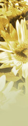 Picture of sunflowers