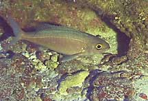 A snapper is sheltered in a rocky cavity on the seafloor.