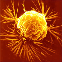 image of cell
