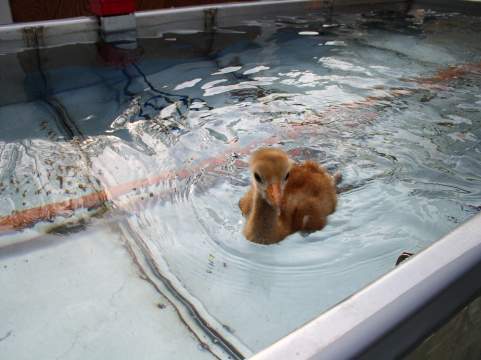 #01 swims hard as he follows the technician up and down the length of the pool for at least 20 minutes.   Photo, Kathleen O'Malley, USGS 