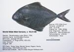 Fish Image