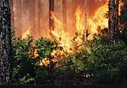 A wildfire consumes a forest