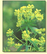 Photo of leafy spurge.