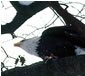 Bald eagle at Narrowsburg, N.Y.