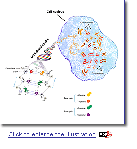 Illustration of DNA. Click to enlarge the illustration and read the legend in PDF format.