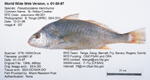 Fish Image