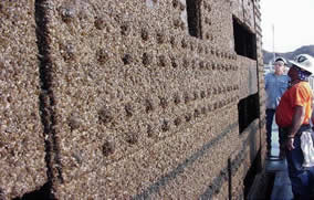 quagga mussels on the penstock gate at Davis Dam on the Colorado River
