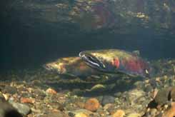 coho salmon underwater