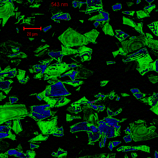 confocal microscope image