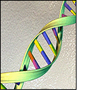 Illustration of DNA Double Helix Structure