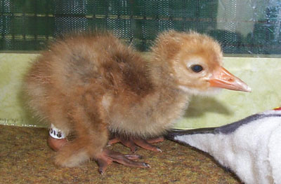 Our chick is warm and comfortable in an Intensive Care Unit (ICU).