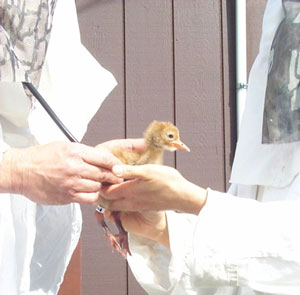 The veterinarian, Dr. Olsen, examines our chick to make sure he's healthy. He's listening to the chick's heartbeat with the same kind of stethoscope they use on infants. The end of it is in his hand, pressed against the chick, and the black tube is the part that leads to the earpieces hidden under his hood.
