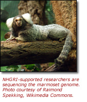 Click here to view larger image of the marmoset