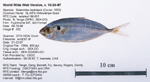 Fish Image