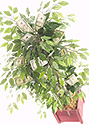 A big plant with money in the leaves.