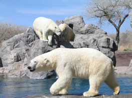 Polar Bears at the Rio Grande Zoo