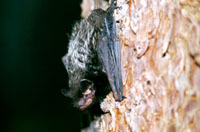 Photo of a silver-haired bat. Photo by Keith Geluso.