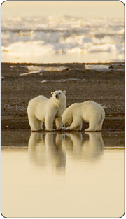 Two polar bears in the distance. [Photo Credit: Steve Hillebrand, USFWS]
