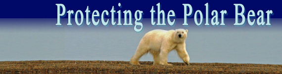 Protecting the Polar Bear