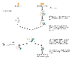 Outline of the subtractive RNA hybridization process to isolate and identify genes whose expression is increased by alcohol.