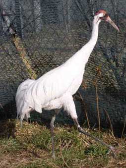 Hal was hatched in 1974 from an egg from Wood Buffalo National Park.  Photo by Kathy O'Malley.