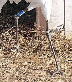 Hanna's crooked toes. Since she was hatched, we've learned how to solve this problem. Hanna's environment has to be managed to make sure she has mobility.  Photo by Kathy O'Malley.