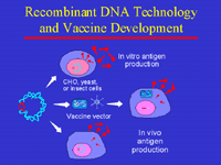 Slide 10: Recombinant DNA Technology and Vaccine Development