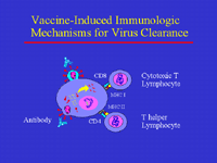 Slide 2: Vaccine-Induced Immunologic Mechanisms for Virus Clearance