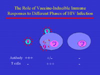 Slide 3: The Role of Vaccine-Inducible Immune Responses to Different Phases of HIV Infection