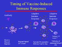 Slide 4: Timing of Vaccine-Induced Immune Responses