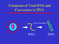 Slide 7: Extraction of Viral RNA and Conversion to DNA