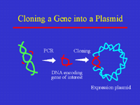 Slide 8: Cloning a Gene into a Plasmid