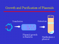 Slide 9: Growth and Purification of Plasmids