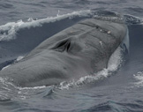 fin whale surfacing