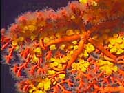 Deep sea paragorgia coral covered in zoanthids and a sea star