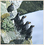 Five black birds in a row; Yukon Delta National Wildlife Refuge; Hollingsworth; USFWS