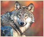 A grey wolf. Gary Kramer; USFWS